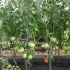 Tomato irina f1: recenzje, zdjęcia, wydajność